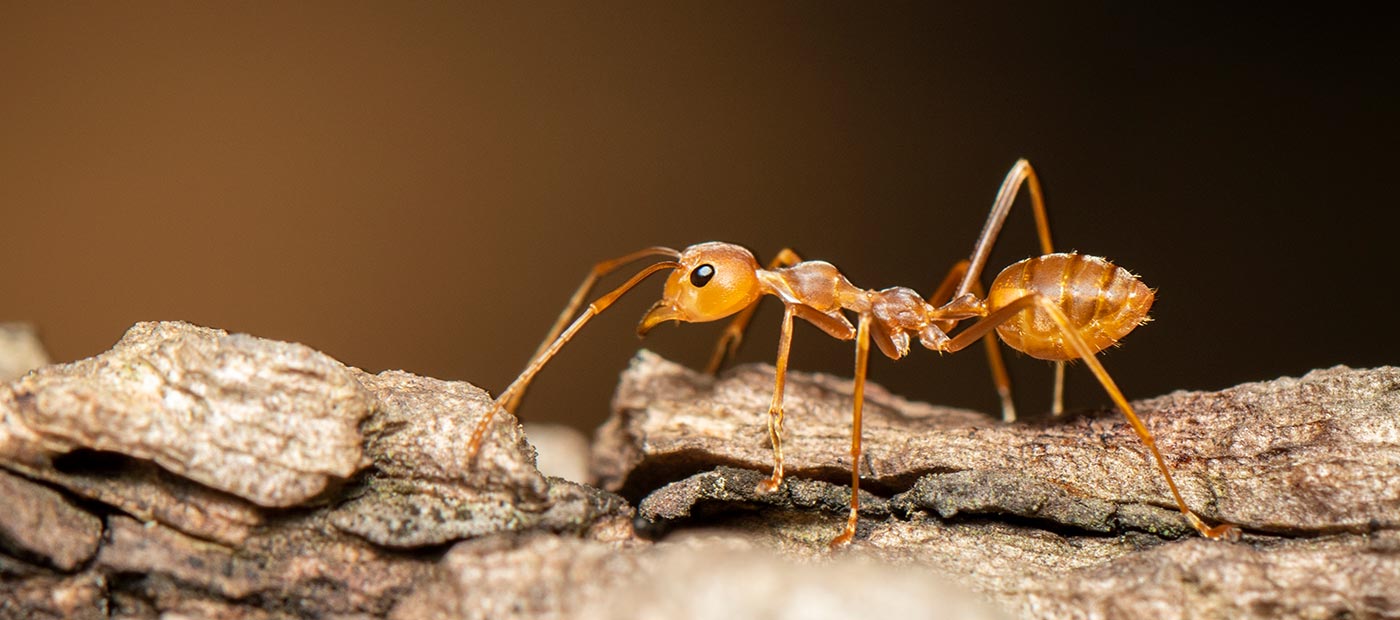 Insects in Nova Scotia homes