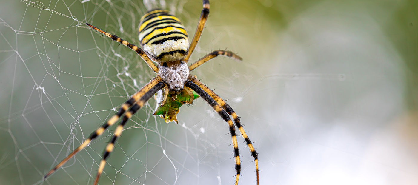 A garden spider on its web
