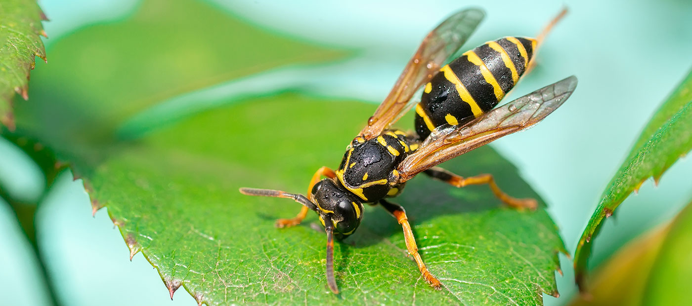 A wasp resting on a leaf